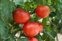 tomatoes image